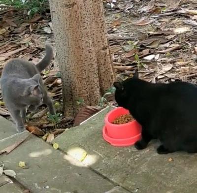 2月大蓝猫一餐要喂多少