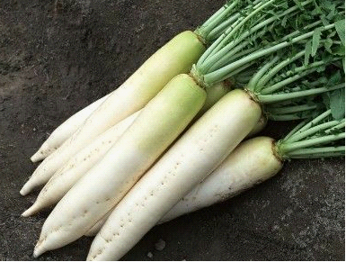 怀孕白萝卜可以吃吗
