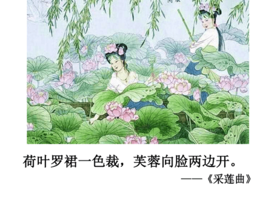 采莲曲的芙蓉是指