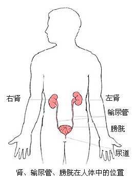 左边肾部位疼痛是怎么回事