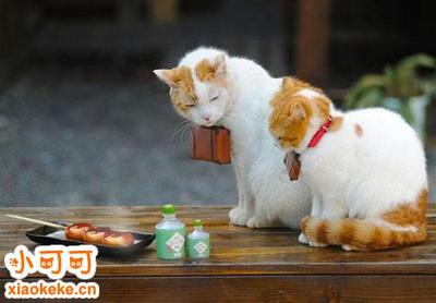 属狗的人适合养猫吗