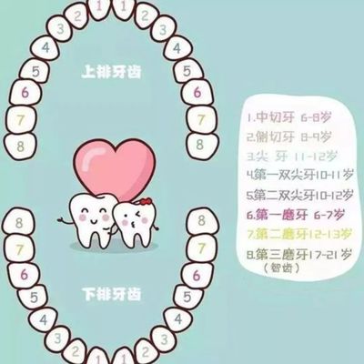 3-6岁儿童乳牙有多少颗