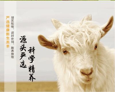 藏书羊肉店广告语