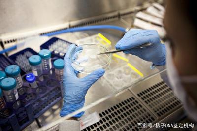 哪里可做亲子鉴定
