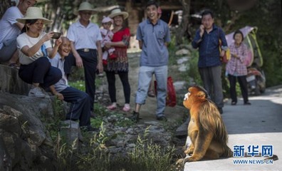 金絲猴下山串門 村民熱情相待譜寫和諧篇章