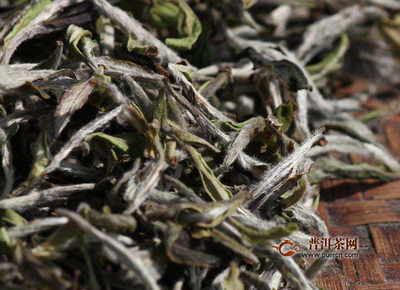大毫茶和大白茶的区别