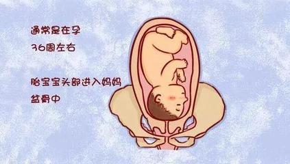 胎儿胎位什么时候固定