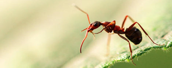 怎么杀灭树干里的蚂蚁