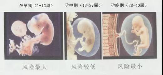 拍片子多久可以怀孕