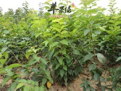 板蓝根孕妇可以吃吗