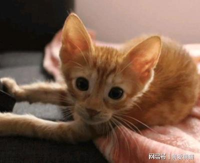 橘猫取名