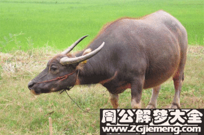 梦见水牛打架周公解梦