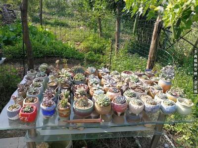 广西多肉植物种植基地