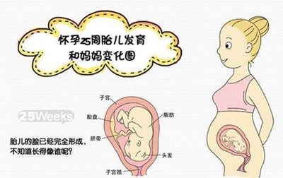 胎儿七个月
