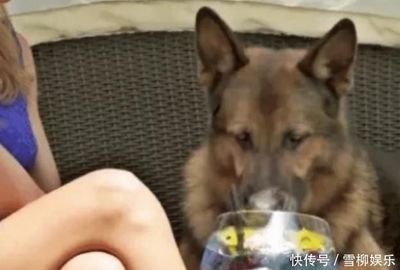 继承遗产的狗