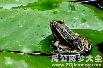 做梦梦到很多青蛙