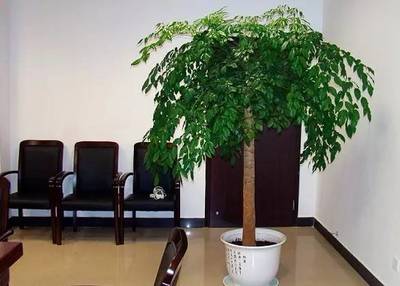 什么植物适合卧室养
