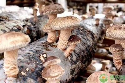 柳香菇多少钱一斤