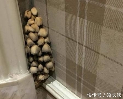家中长出蘑菇是好是坏