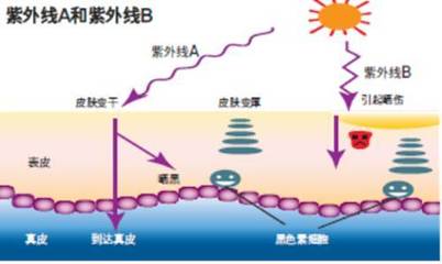 皮肤美白的原理