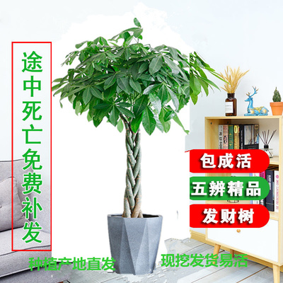 室内风水树哪种最好