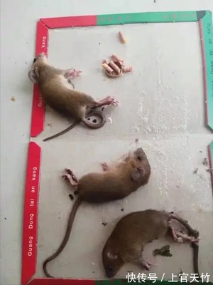 家里老鼠怎么消灭