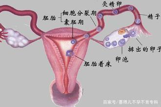 卵泡多怎么治疗