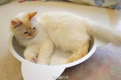 猫口吐白沫是怎么回事