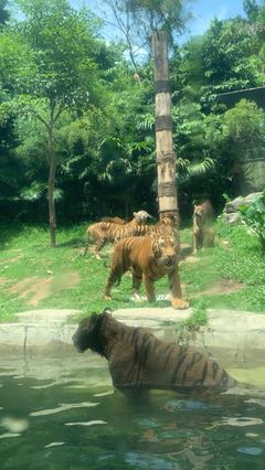 2019上海野生动物园攻略