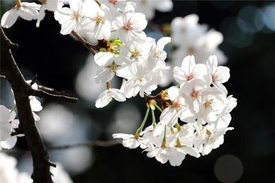 做梦梦见摘槐花