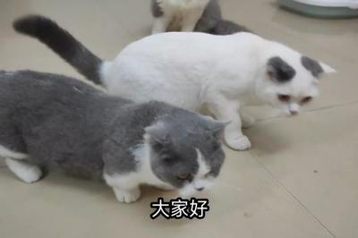 猫咪怀孕一个月