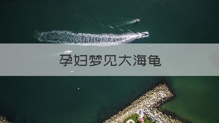 孕妇梦见大海龟