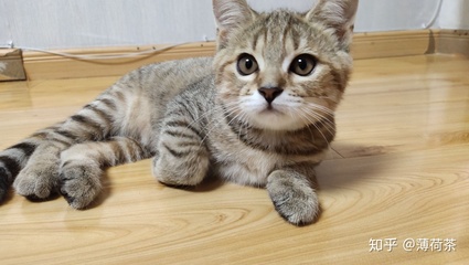 怀孕可以抱猫吗