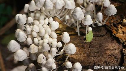室内菌类种植