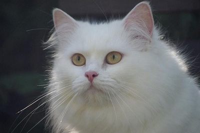 梦见猫咬别人