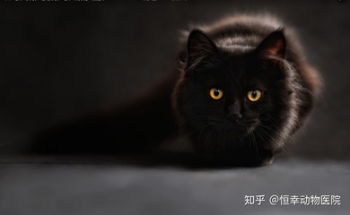 好听的动物昵称