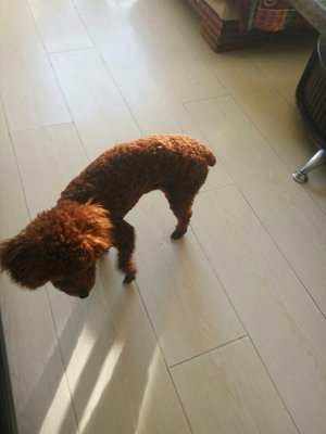 狗可以带上动车吗