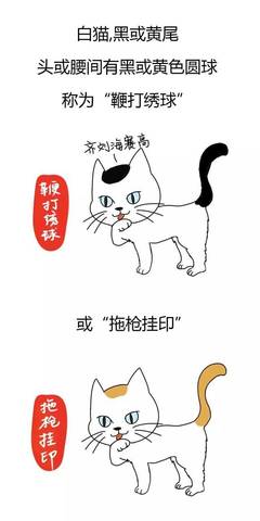 白猫起名字
