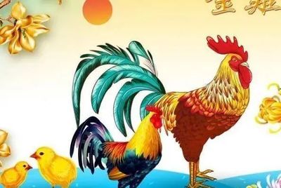 属鸡人今年运势