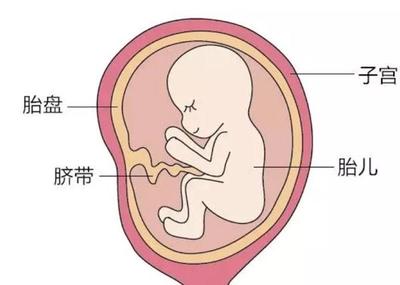 胎儿与胎盘的位置图片
