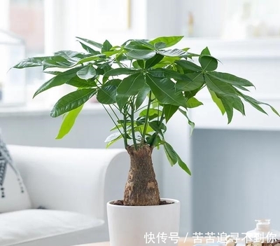 桂花五行属什么