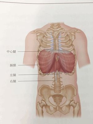 呼吸不顺、肋骨外翻,居然是没有好好吃饭? | 关于呼吸、体态与胃部健康