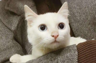 三个月的猫咪有多大