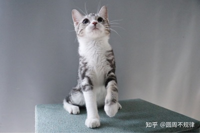美短猫取名字大全