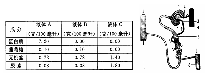 尿液含量多少是正常