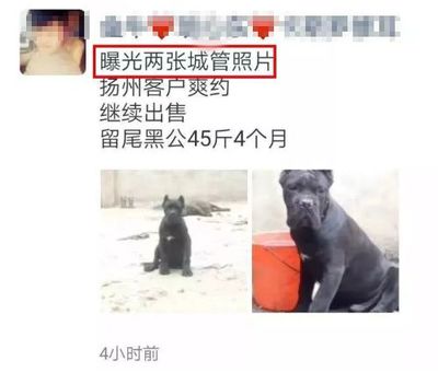 给狗取名字