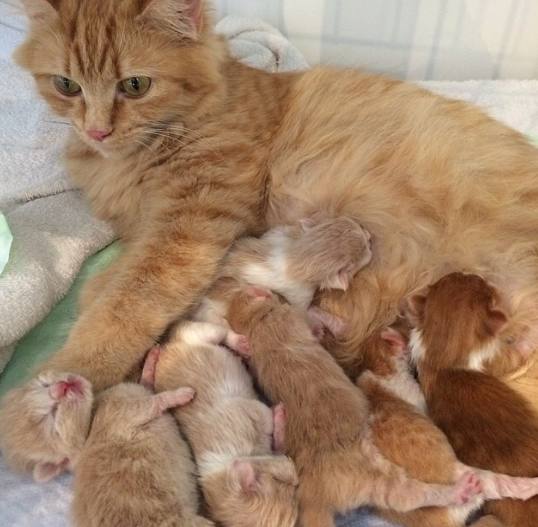 猫怀孕了