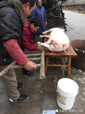杀猪犯法吗