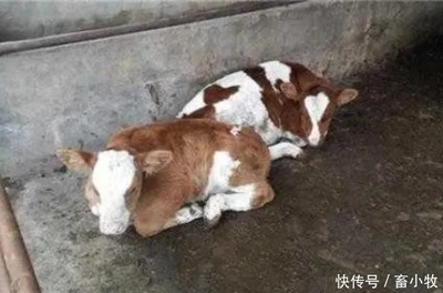 小牛犊拉稀怎么治疗