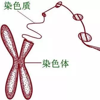 染色体会影响怀孕吗